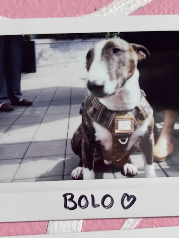 Polaroid of Bolo, a brindle bull terrier in a harness