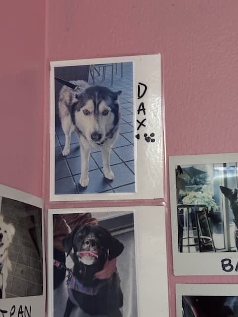 Photo of Dax, a husky, taped to the pink wall
