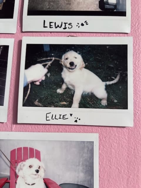 Polaroid of Ellie, a golden retriever puppy chewing a stick
