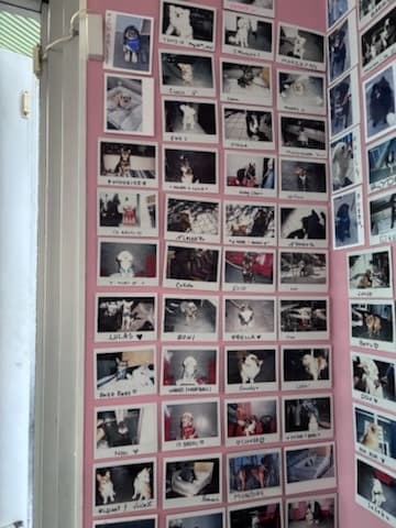 Corner of the dog wall by the window — dozens of polaroids of dogs on a pink wall
