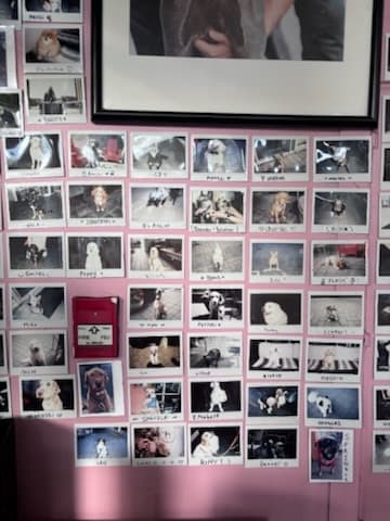 Dog wall polaroids surrounding a framed photo, many retrievers and labs