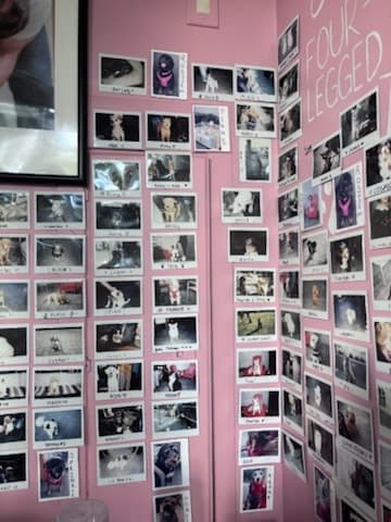 Dog wall corner with “FOUR-LEGGED” lettering between polaroids