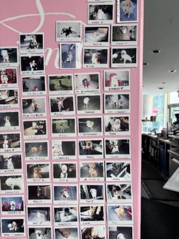 Polaroids of dogs climbing a pink wall beside the café counter