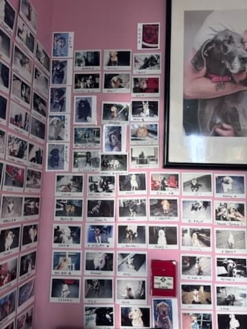 Dog wall with a framed Great Dane photo among dozens of polaroids
